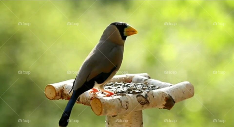 most beautiful birds