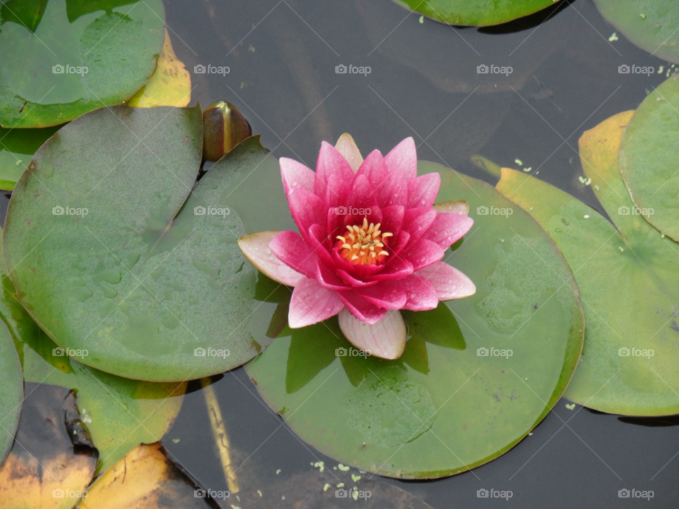 pink flower pond water by raallwright