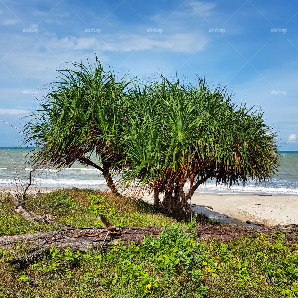 the plants and the beach