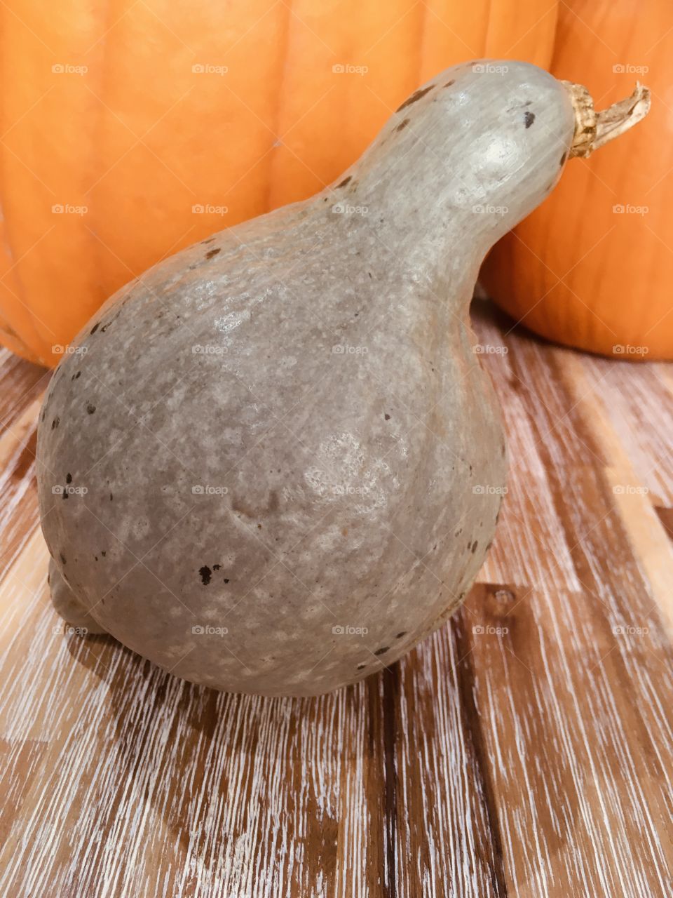 Sometimes it’s good to stand out… An unusual pumpkin, shaped rather like a duck…