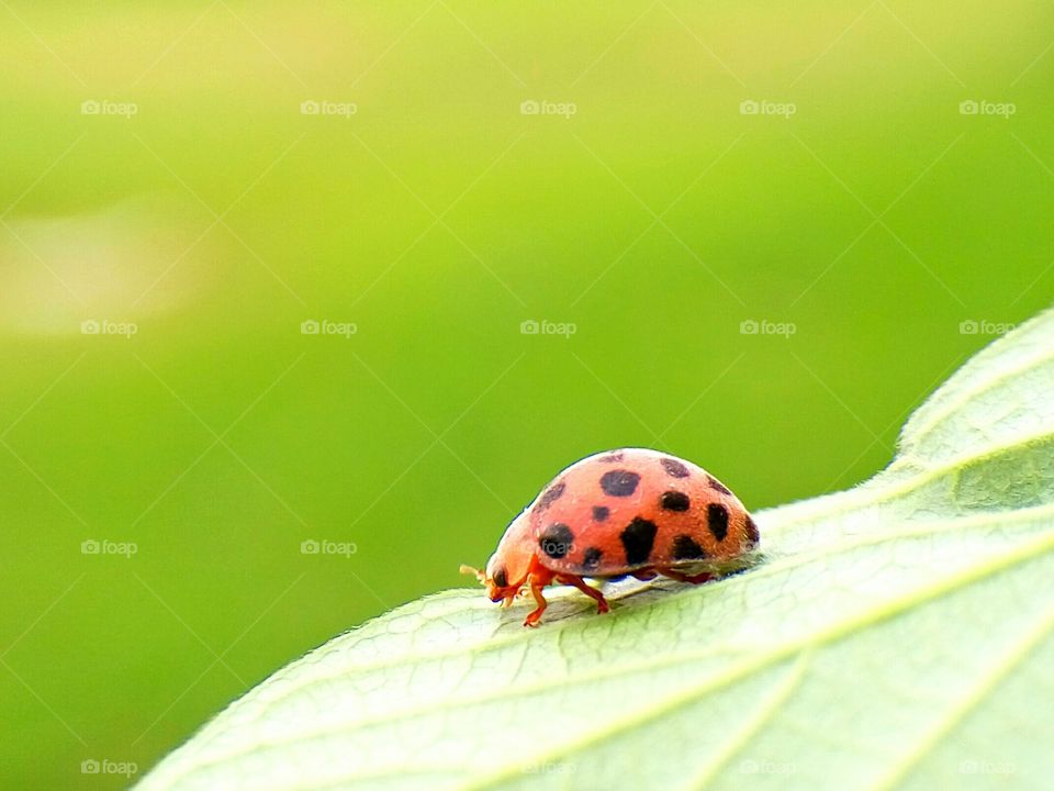 Fresh in The Morning
Ladybird Wake Up