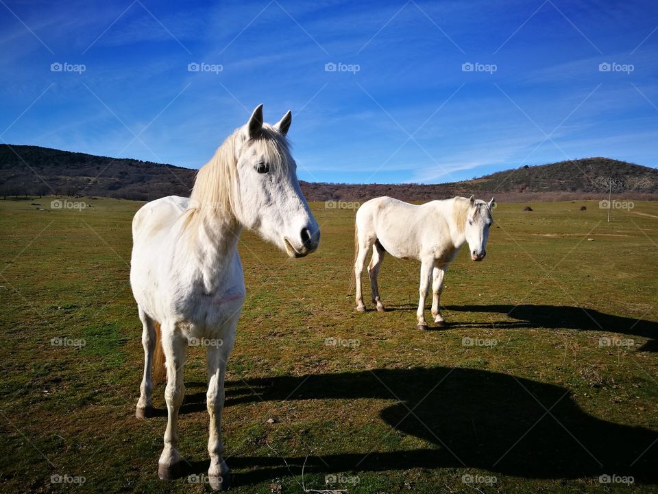 Horses standing on green landscape