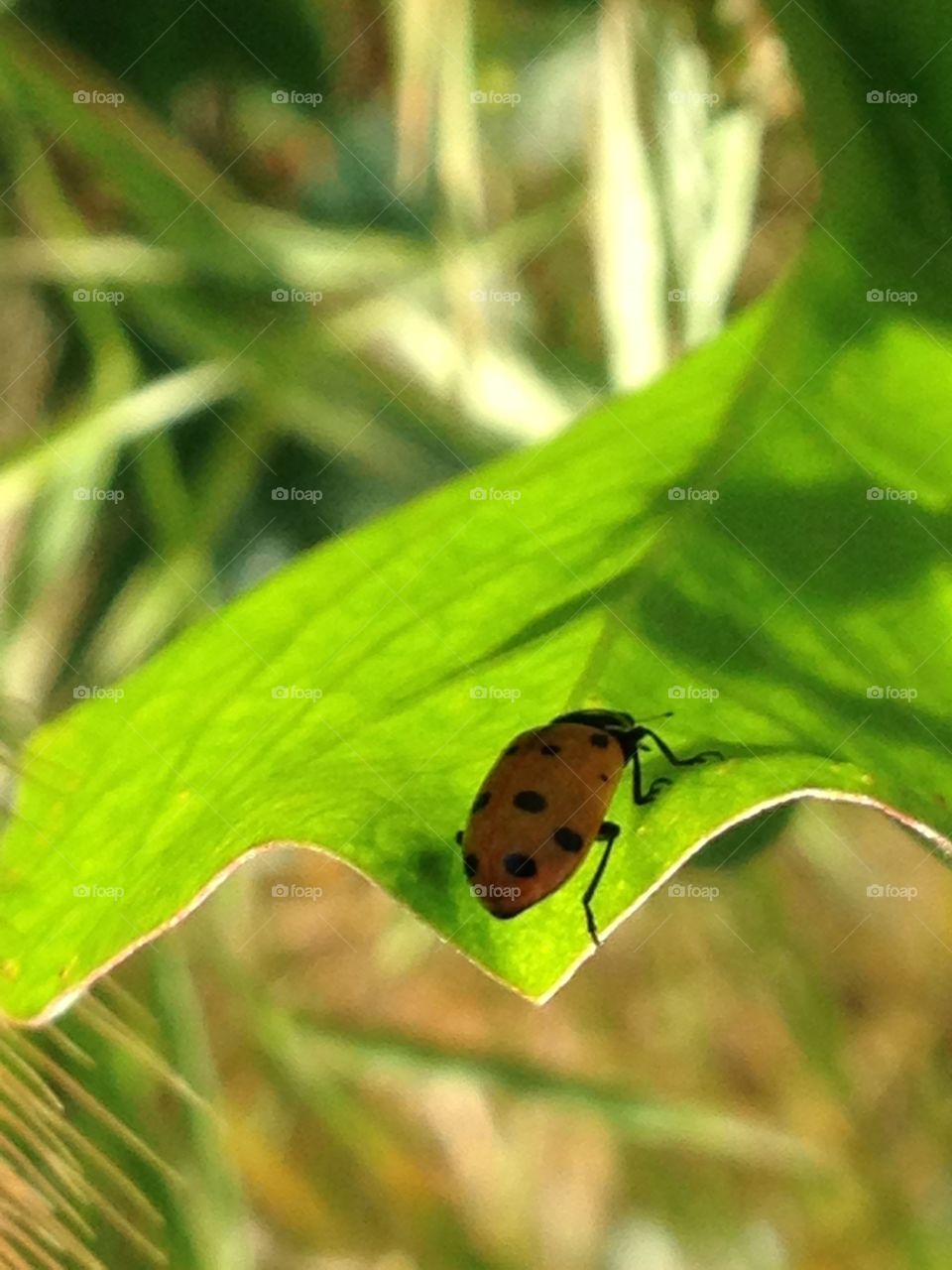 Ladybug on underside of leaf