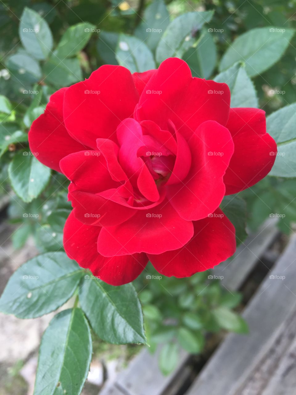 Beautiful fragrant red rose on a summers day.