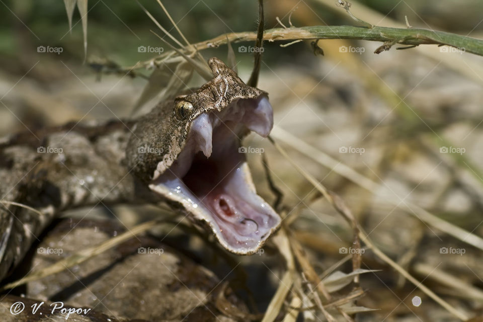 Horned viper