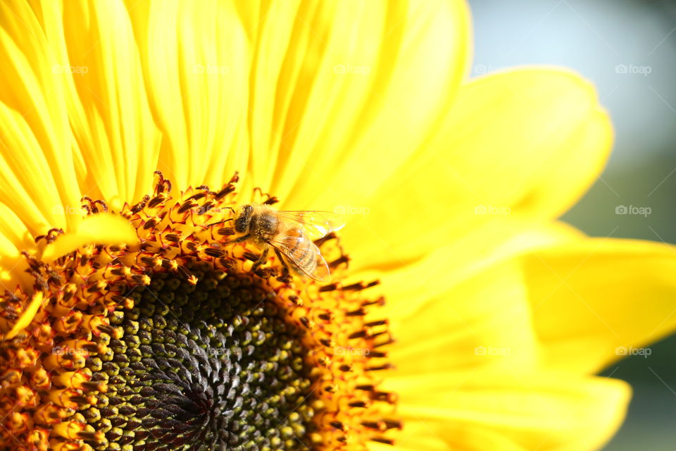 Sunflower and Honey Bee