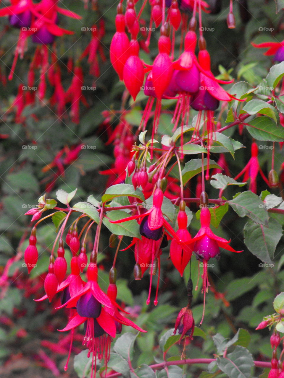 Fucsia in bloom