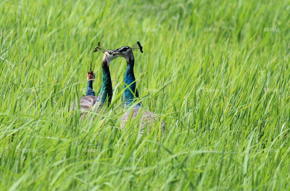 Peacock standing in field