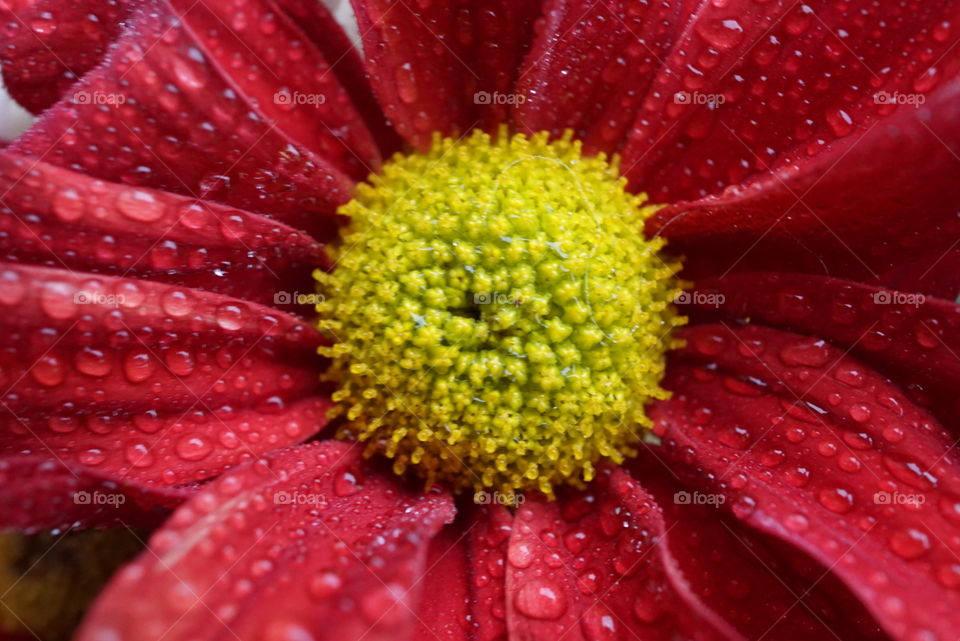 Red daisy closeup with water drops