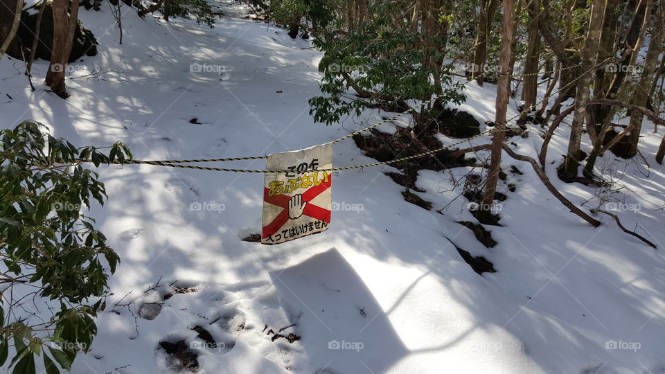 Entrance to the Suicide Forest in Japan.