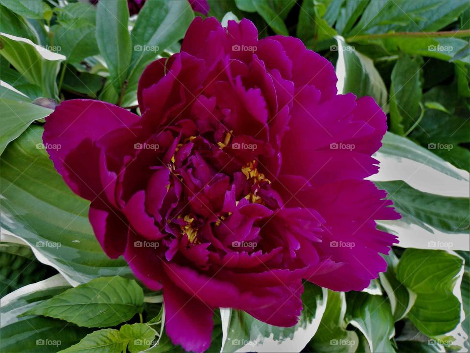 A fleeting moment of vibrant red.