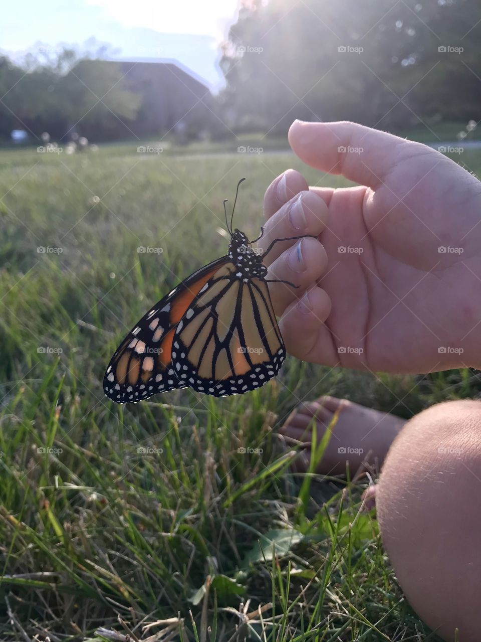 Sun rays and butterflies 