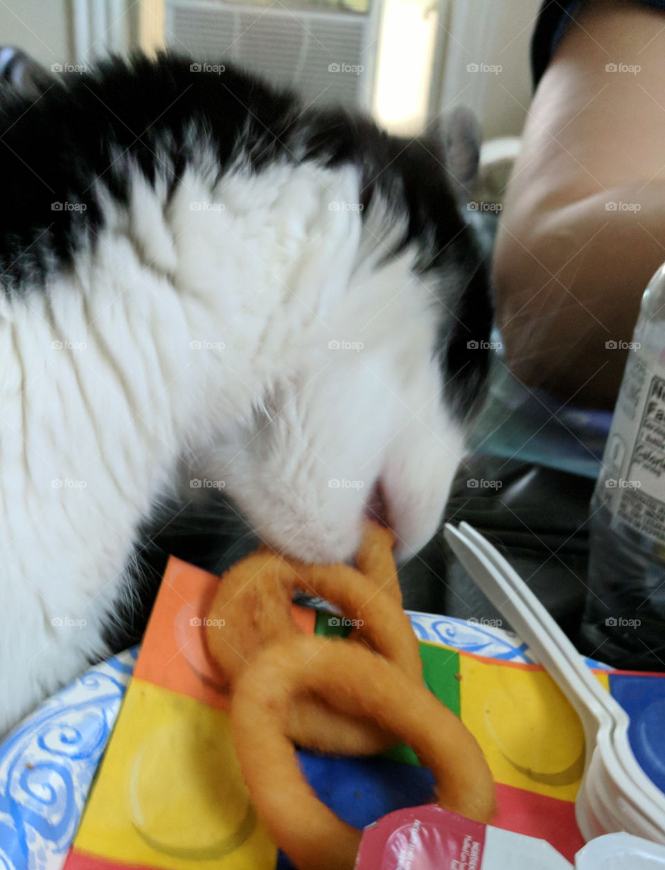 Cat stole my onion ring! Jerk!
