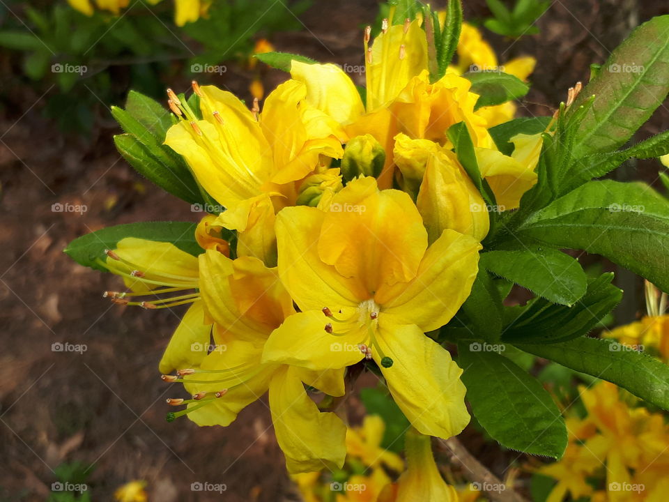 bright yellow Rhododendron