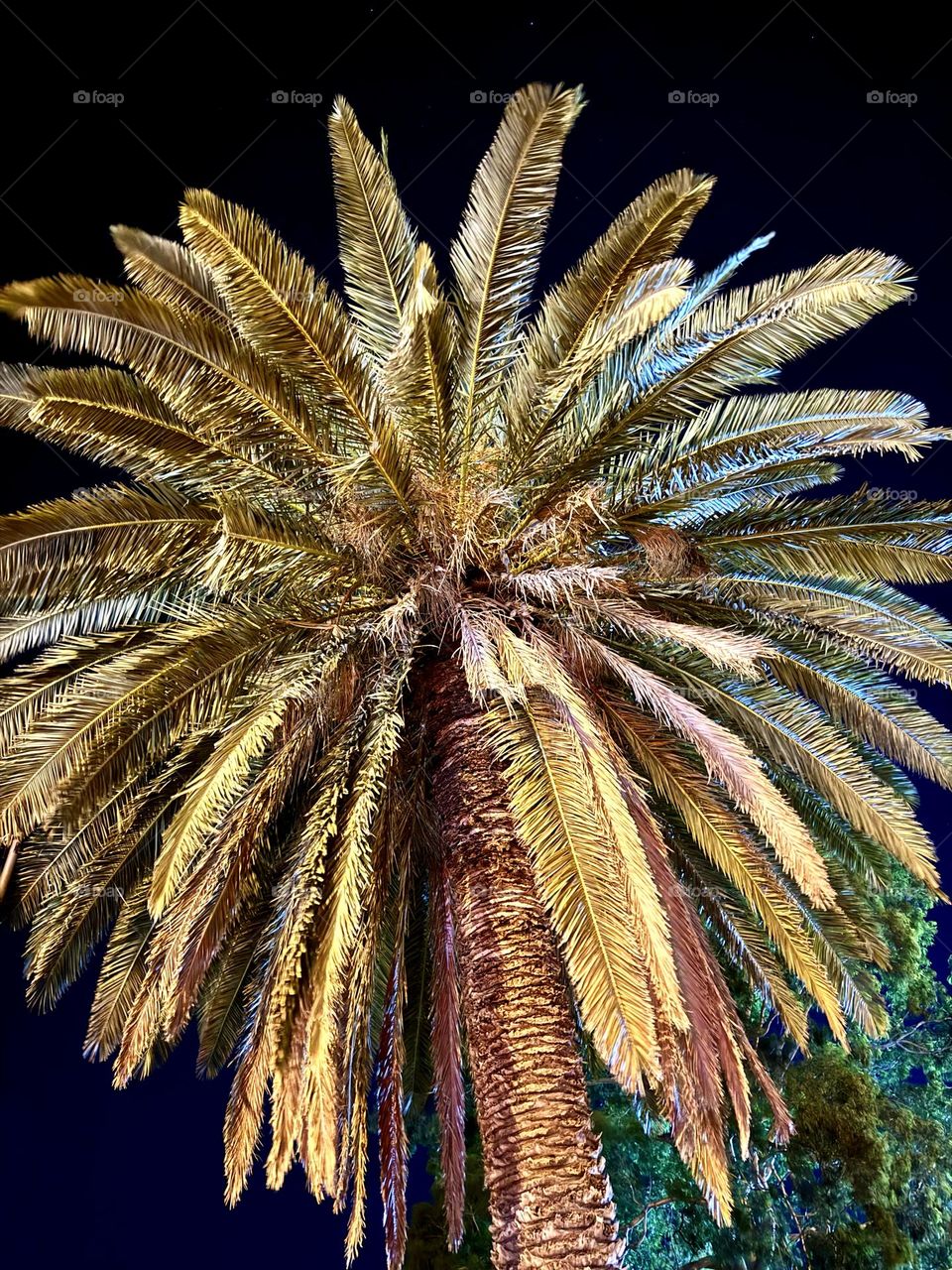 Palm tree photographed against the night sky