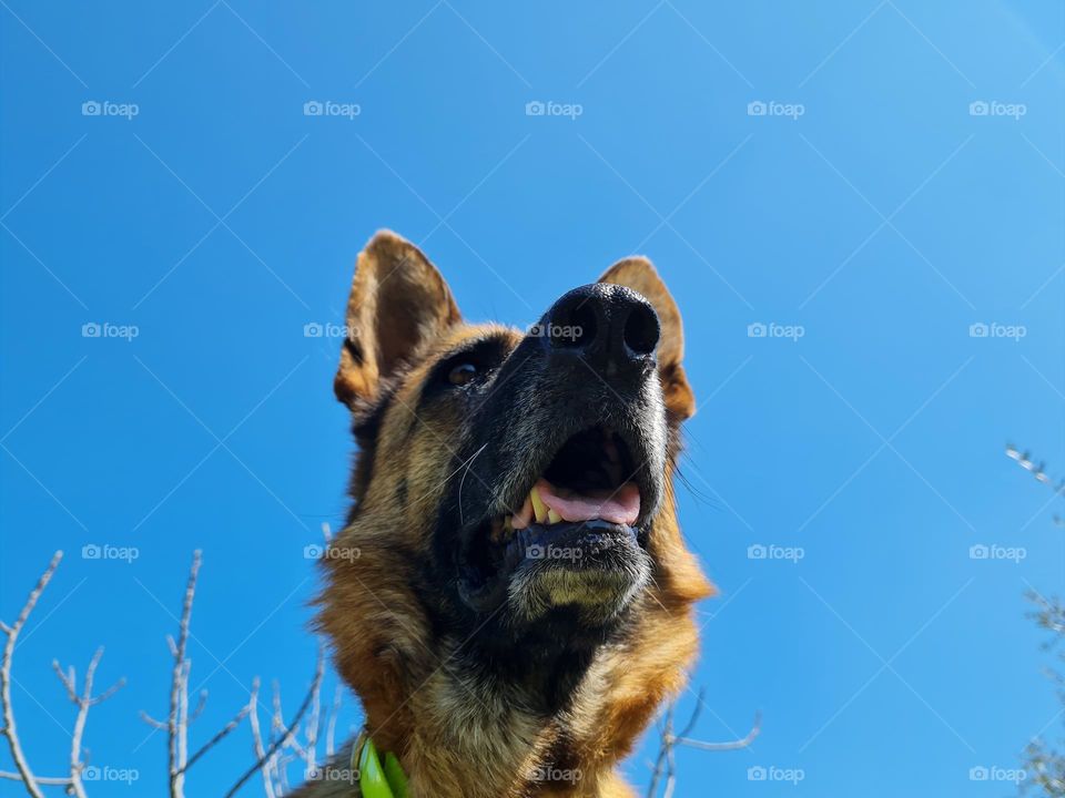 German Shepherd dog photographed from below