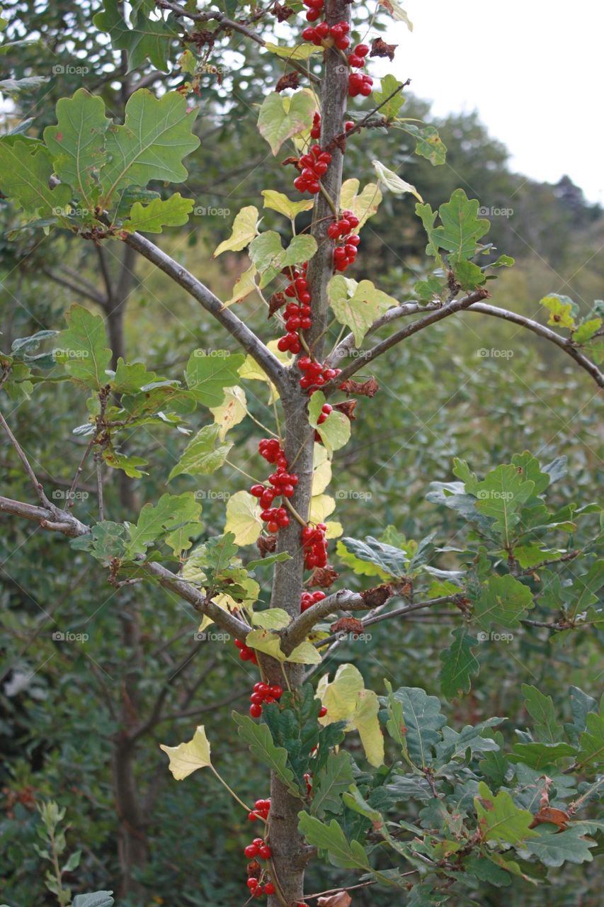 Young tree