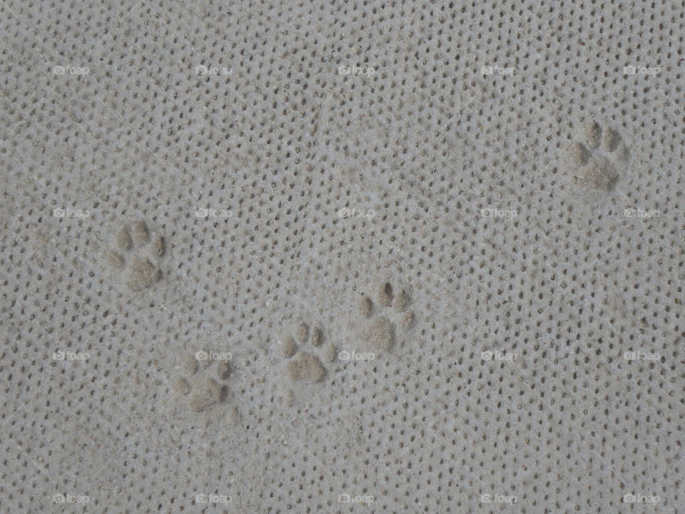 paw prints in concrete