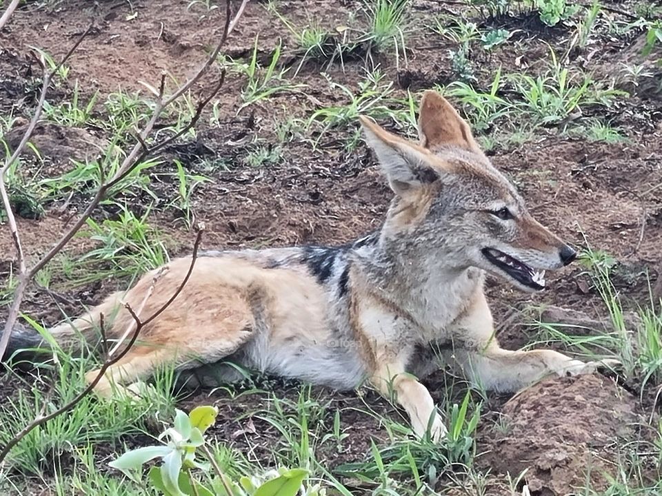 a black backed jackal resting after a night of scavenging.