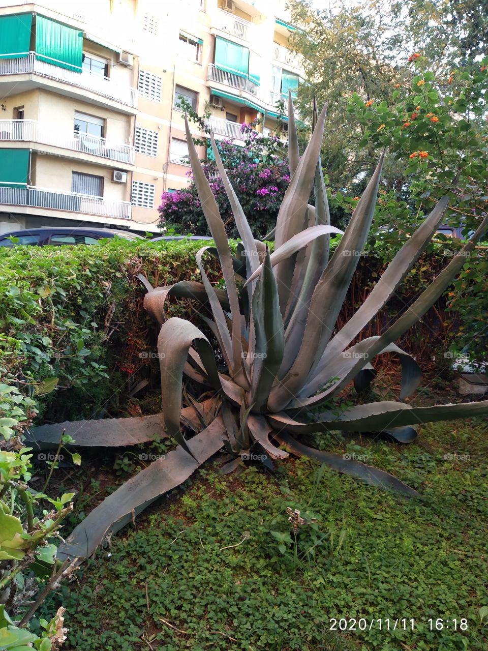 Agave