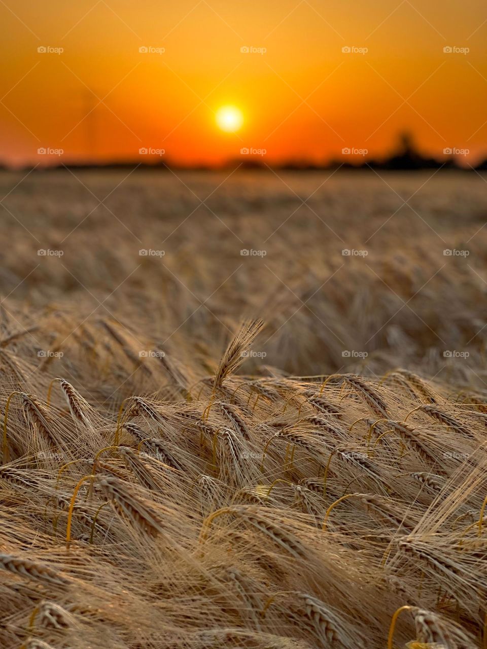 Wheatfield