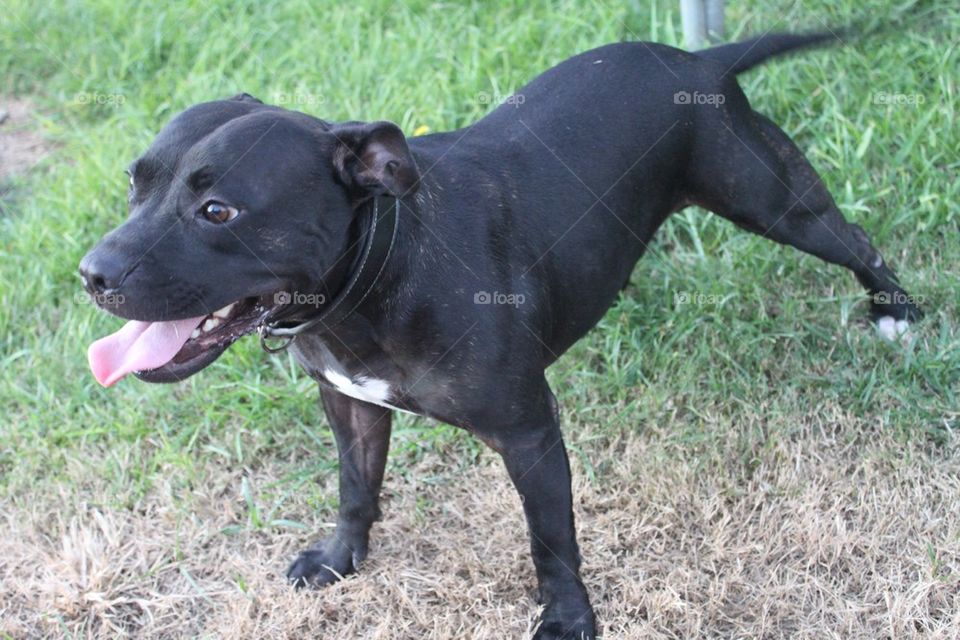 Male English Staffy