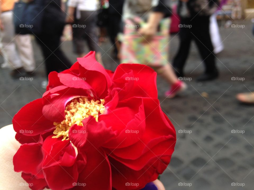 Red rose in the streets of Italy 