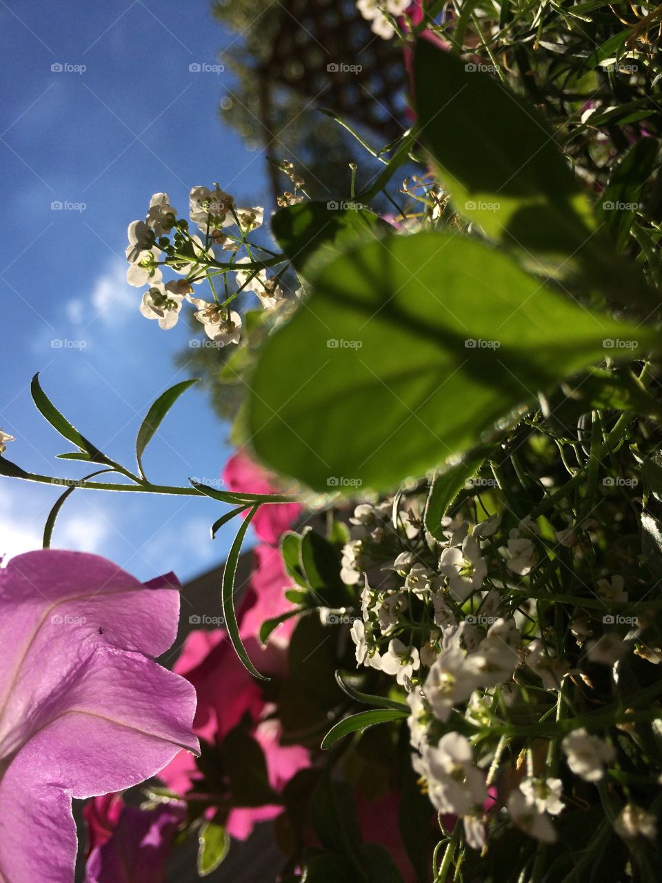 Close-up of multi colored flowers