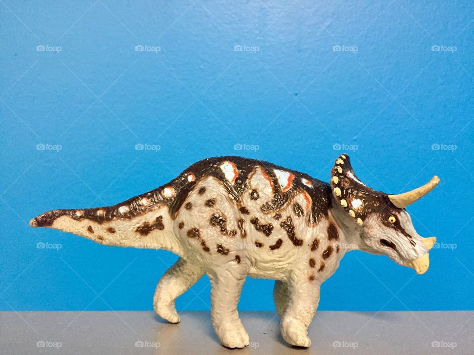 Triceratops toy against a blue wall. 