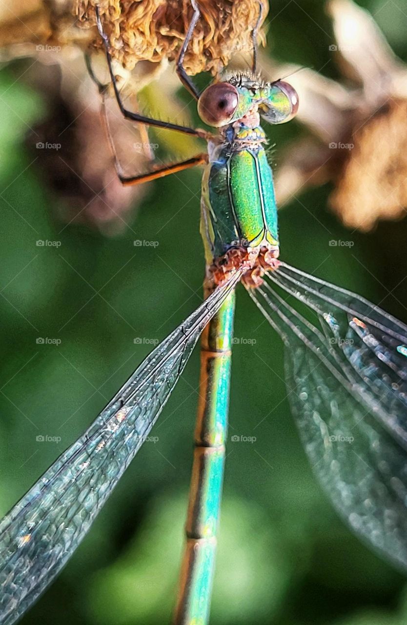 Natural colors of the dragonfly are a inspiration for the dress of human