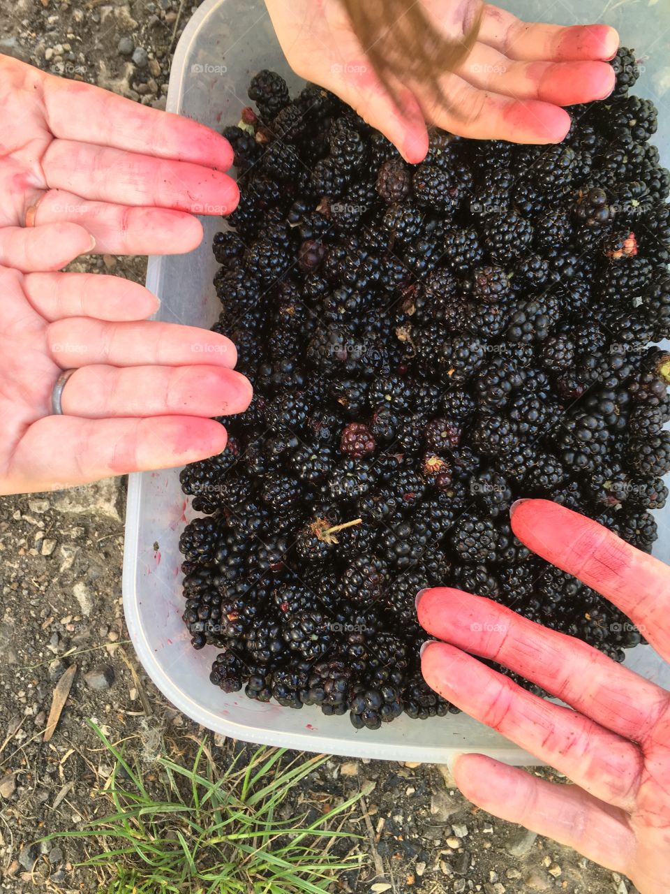 Blackberry picking 