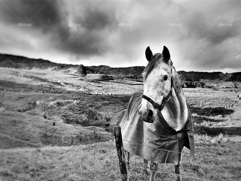 farm horse