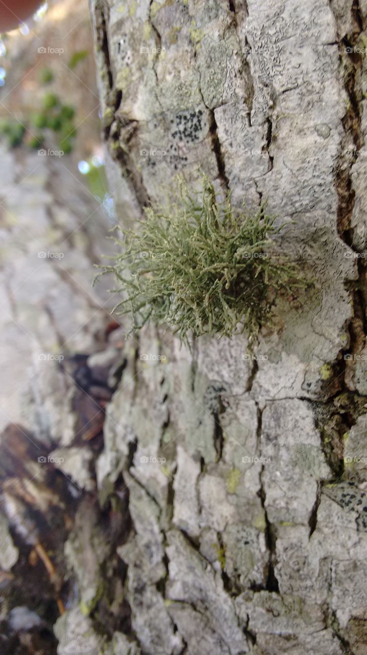 árvore de sinamomo
