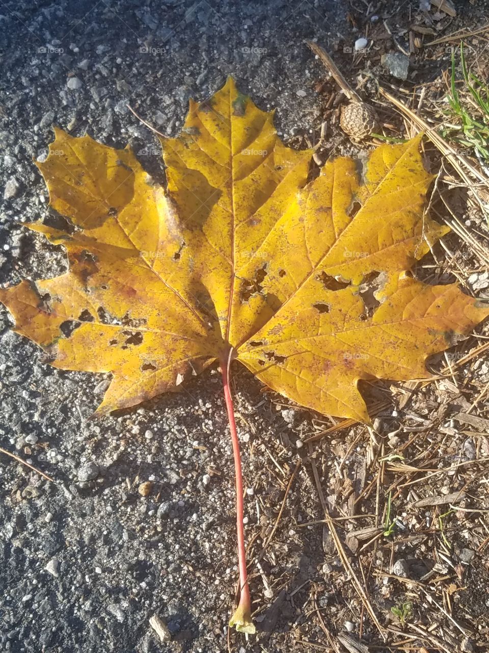 Yellow decaying leaf