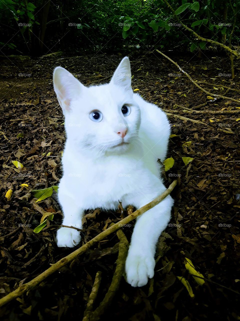 white cat