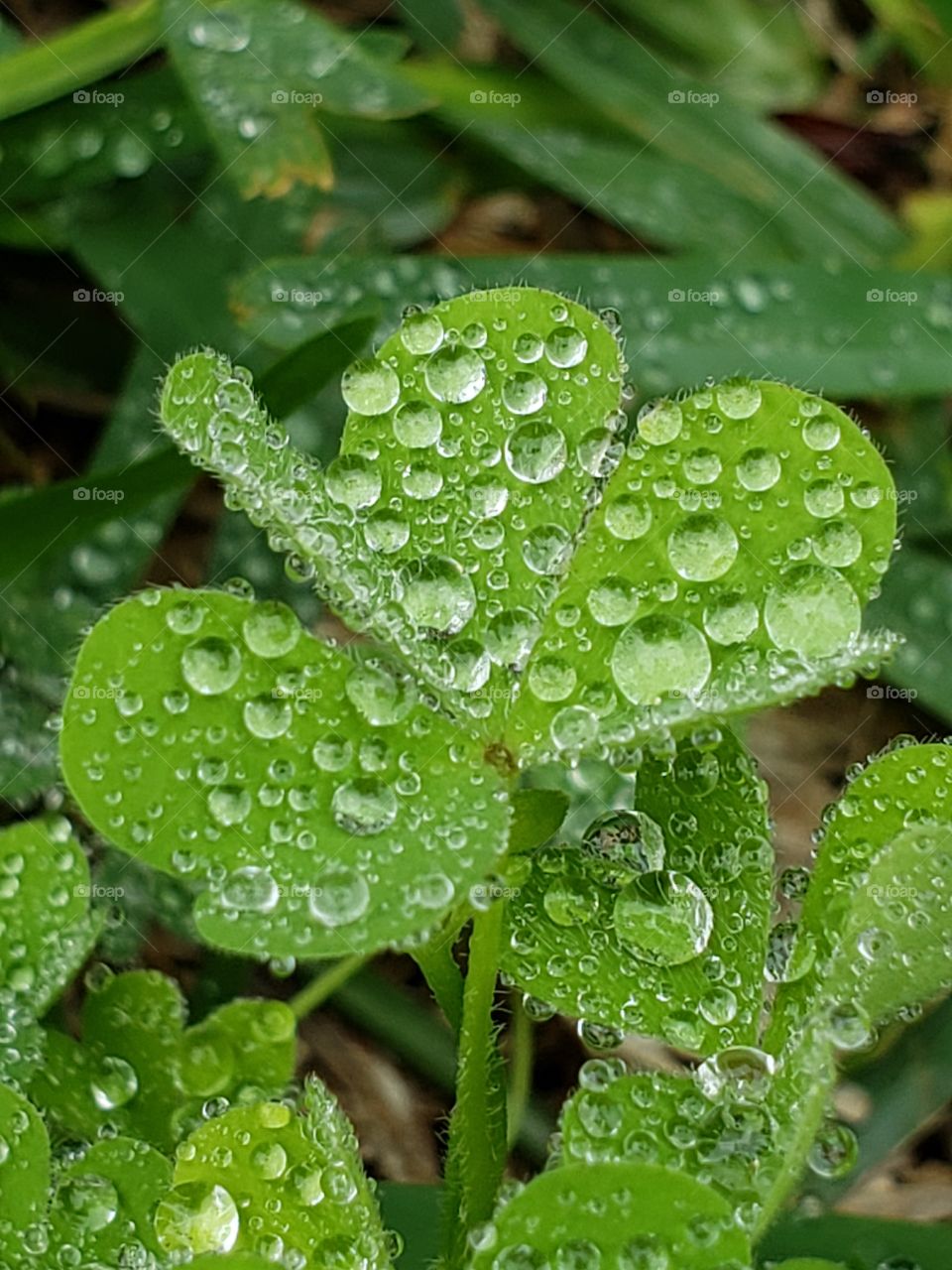 Amazing water droplet detail on a clover leaf