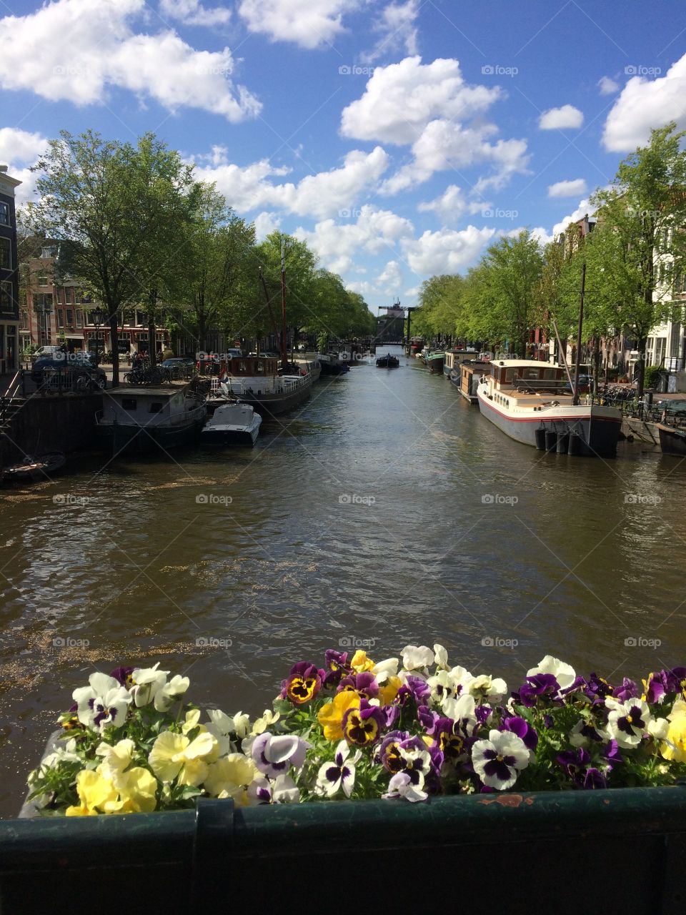 Amsterdam canal. Houseboats on an Amsterdam canal