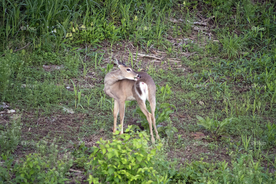 deer licking butt. hiding from deer in tree as they hang around me 
