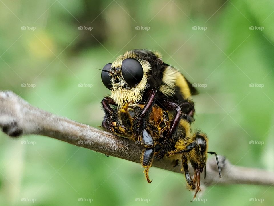 Mallophora fautrix - killer fly with victim honey bee