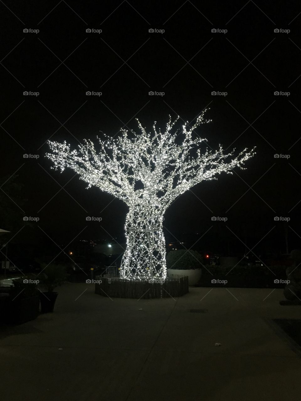 Baobab tree of light