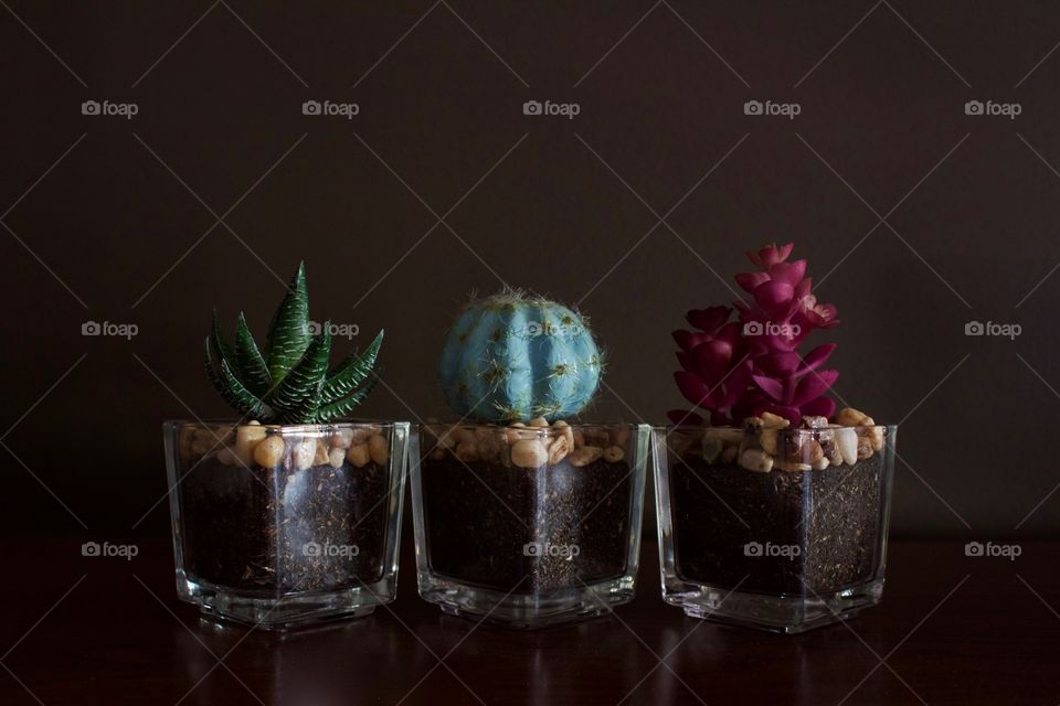 Three small cacti in glass planters on a dark wooden surface against a dark brown background 