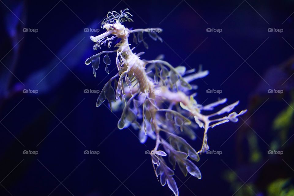 Sea dragon in water