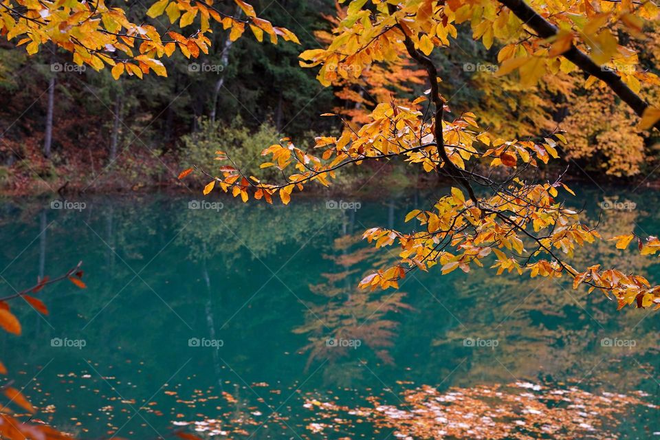 Branch with yellow leaves over blue lake in autumn