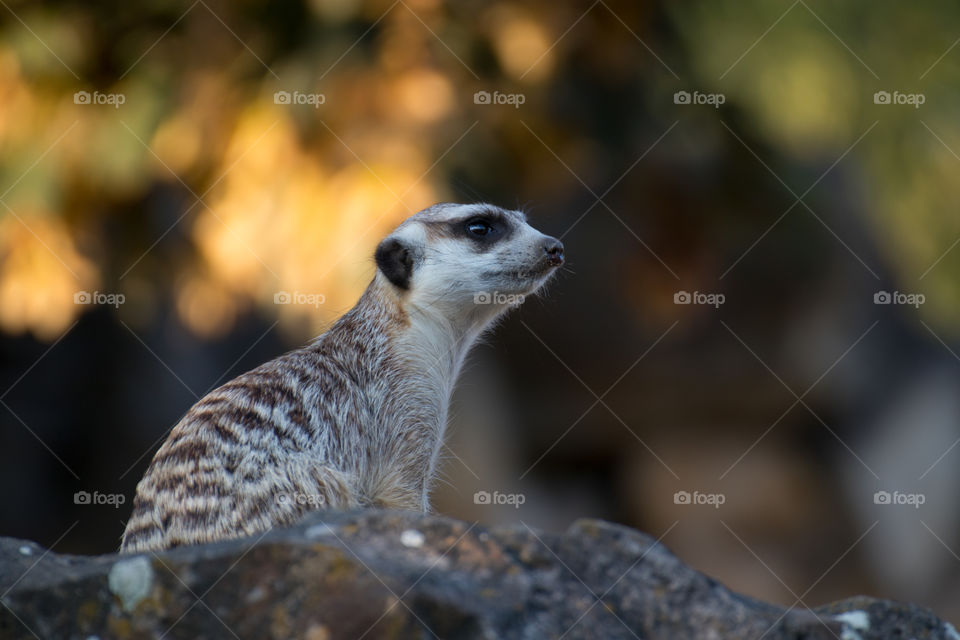 Sad little animal stroking into the distance sitting on a stone