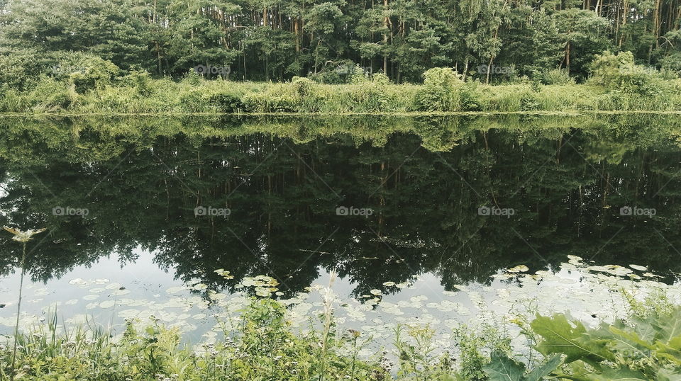 Forest landscape reflection on the water