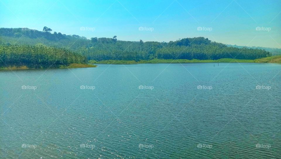 View of the dam in the background of the teak tree forest
