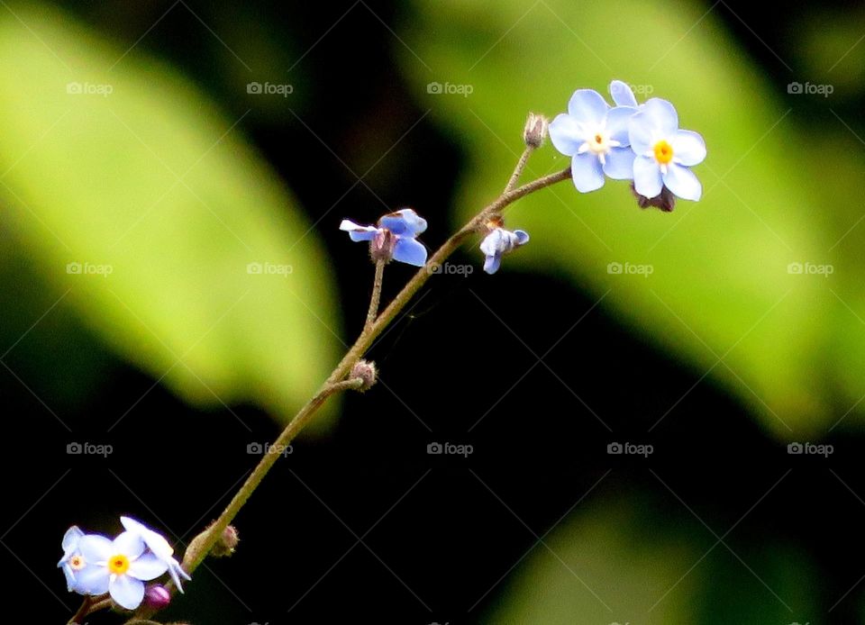 blue tiny and pretty 