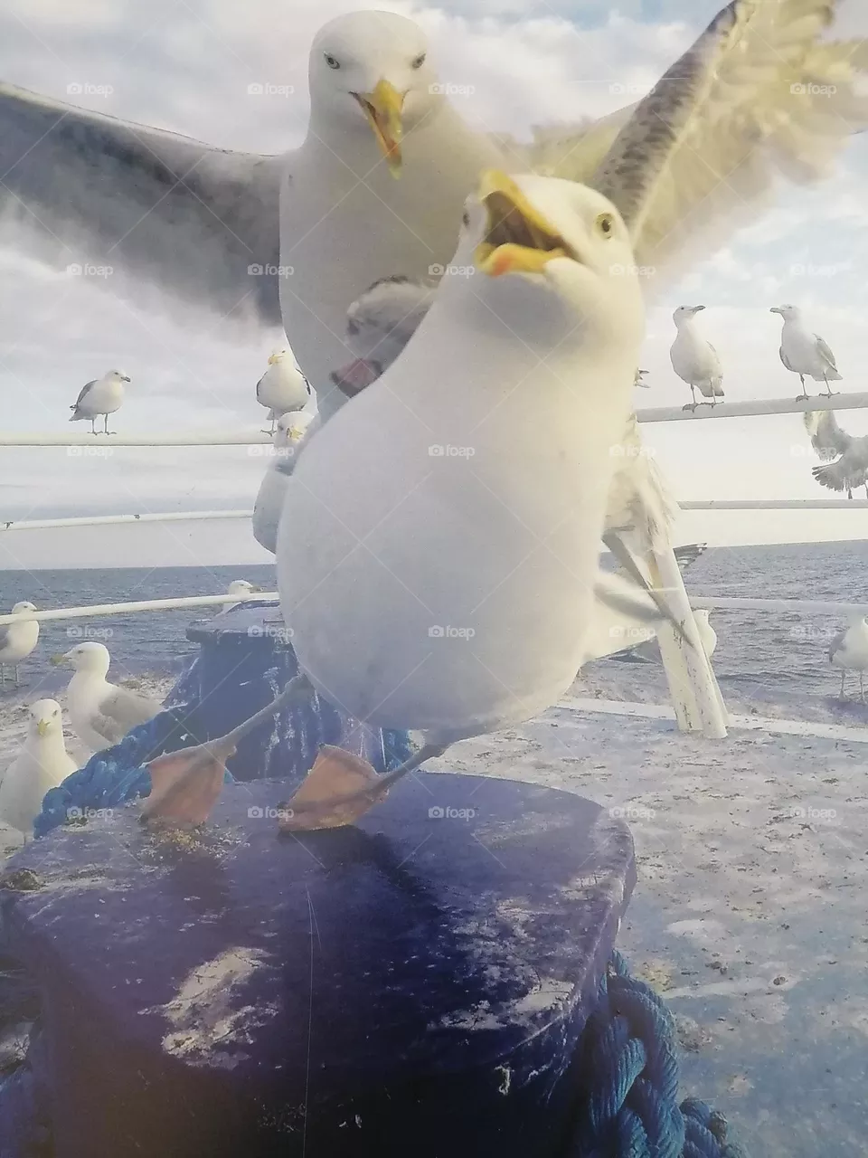 Seagulls, birds
