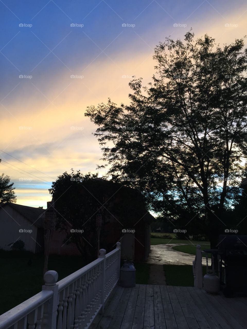 Back yard. Back yard