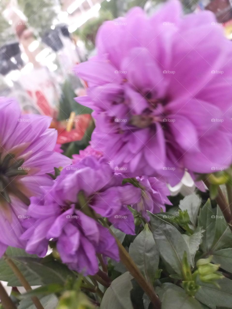 Dália Lilás, é frequentemente  associada à dignidade  e respeito, sendo uma escolha comum em cerimônias e ocasiões,  que exigem um toque de reverência